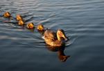 Get Your Ducks in a Row: Exclusive Webinar for Ex-Military Job Seekers